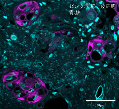 画像：「invivoid🄬」により作製した三次元乳腺組織②（拡大断面）