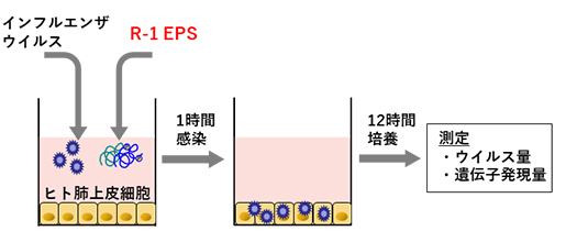 画像：感染実験の模式図