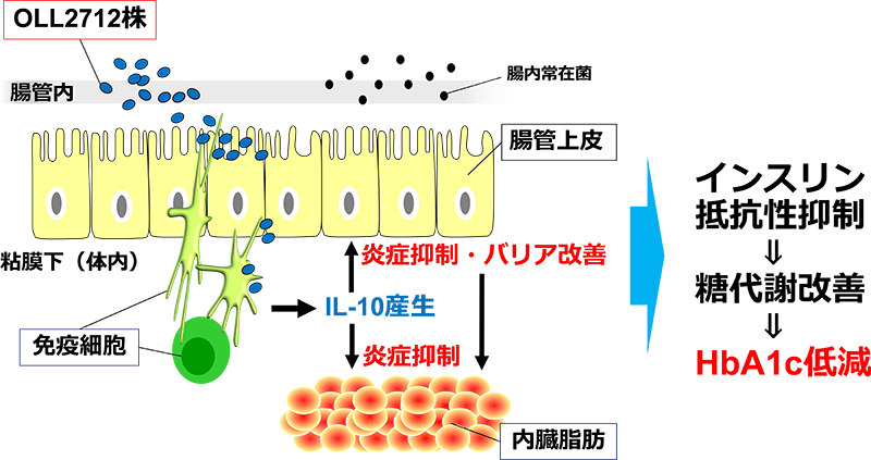 画像：乳酸菌OLL2712株による血糖コントロール改善効果およびその作用機序