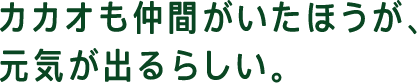 カカオも仲間がいたほうが、元気が出るらしい。