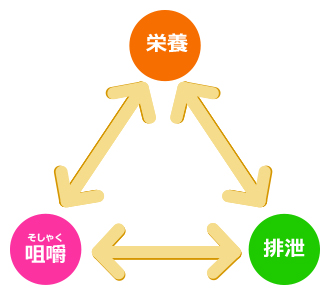 健康を保つ3つの要素「栄養」「咀嚼」「排泄」