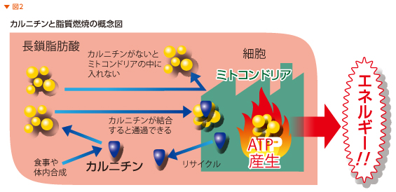 カルニチンと脂質燃焼の概念図