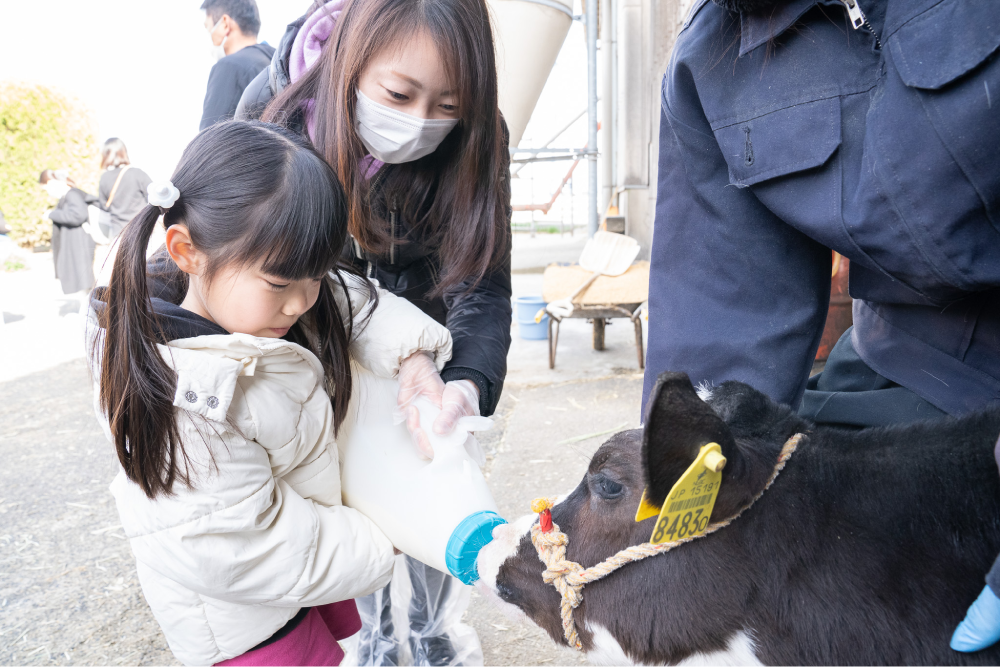 疑似乳しぼり・子牛へのミルクやり体験