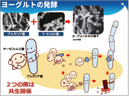 ヨーグルトのひみつ 教材4