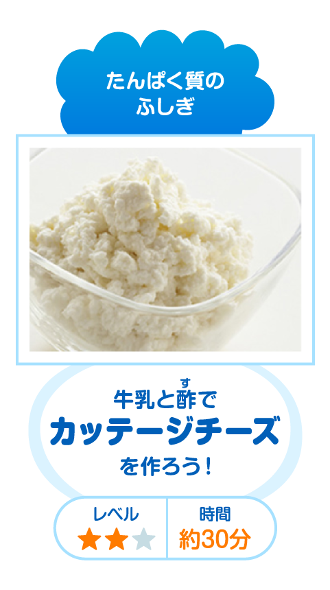 たんぱく質のふしぎ 牛乳と酢でカッテージチーズを作ろう！