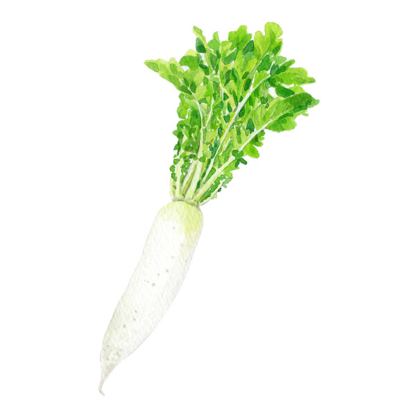 大根