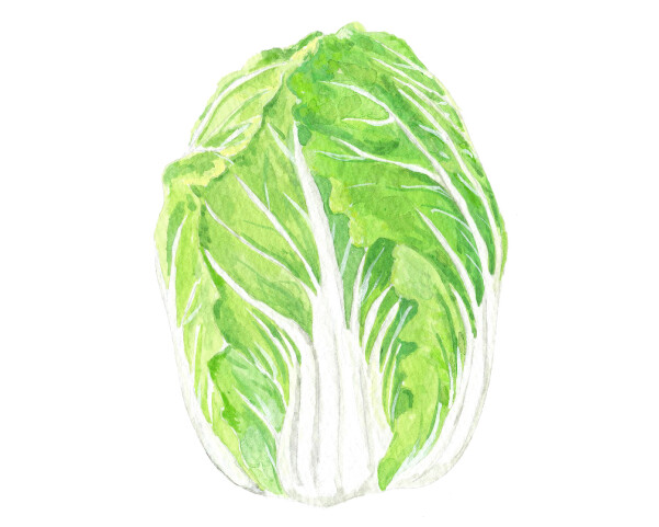 白菜
