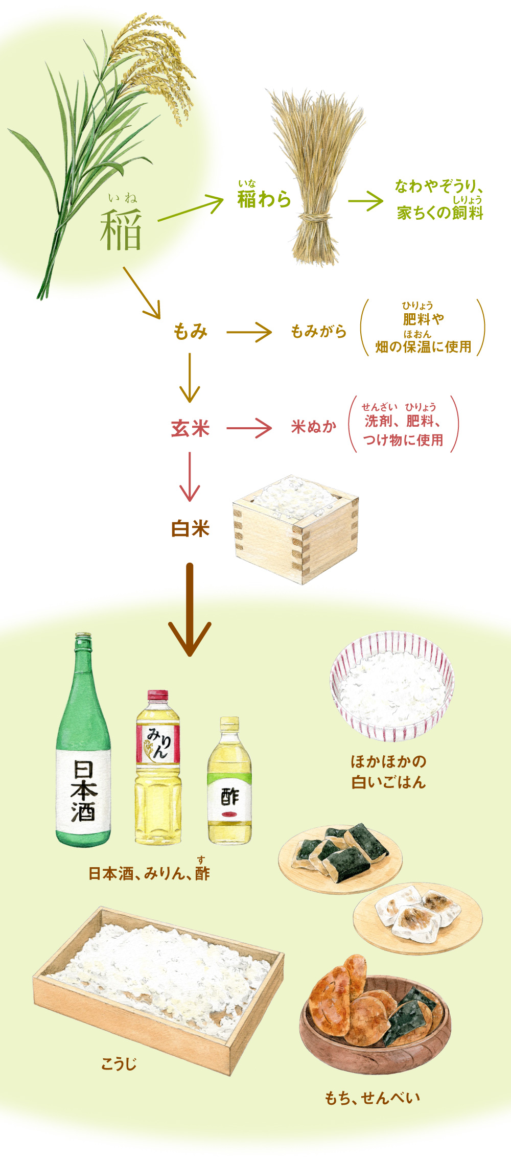 稲→稲わら→なわやぞうり、家ちくの飼料/稲→もみ→もみがら(肥料や畑の保温に使用)/もみ→玄米→米ぬか(洗剤、 肥料、つけ物に使用)/玄米→白米→日本酒・みりん・酢、こうじ、ほかほかの白いごはん、もち・せんべい