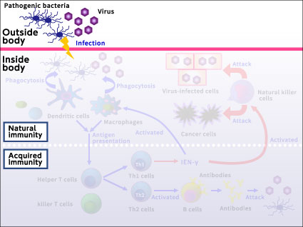 Immune mechanism