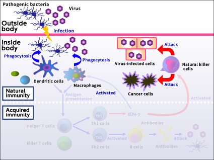 Immune mechanism