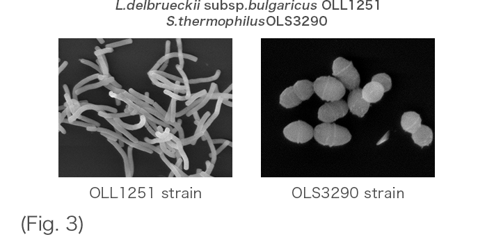 L.delbrueckii subsp. bulgaricus OLL1251 S.thermophilus OLS3290 (Fig. 3)