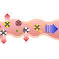 Facts about Nutrition – Conditions of Intake and Mechanism of Absorption –