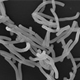Carotenoids, the nutrients in vegetables and lactic acid bacterium