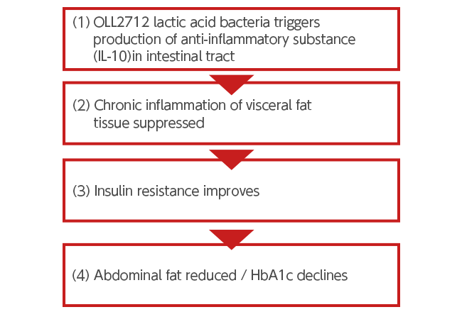 What are the effects and mechanism of action of OLL2712 lactic acid bacteria?