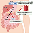 What are the effects and mechanism of action of OLL2712 lactic acid bacteria?