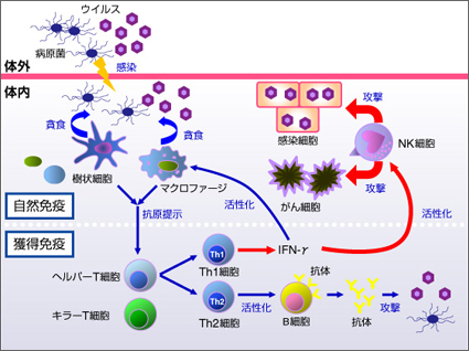 免疫のメカニズム