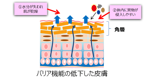 バリア機能の低下した皮膚