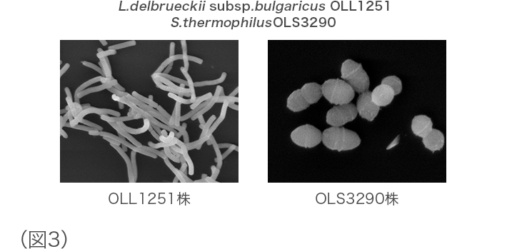 L. delbrueckii subsp. bulgaricus OLL1251株（乳酸菌OLL1251株）ならびにS. thermophilus OLS3290株（乳酸菌OLS3290株）図3