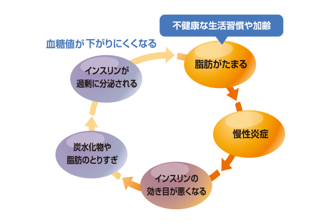 慢性炎症と脂肪が蓄積する悪循環