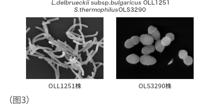L.delbrueckii subsp. bulgaricus OLL1251 S.thermophilus OLS3290 (图3)