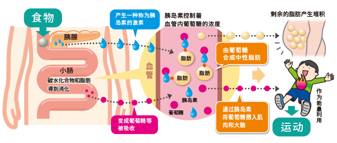 脂肪堆积的原理