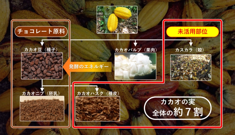 カカオの活用イメージの図