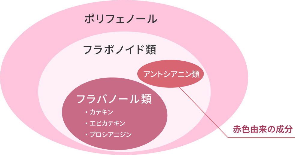 カカオフラバノール図