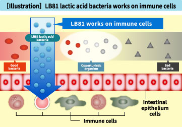【図解】免疫細胞に働きかけるLB81乳酸菌