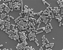 Information on OLL2712 lactic acid bacteria(called “OLL2712 lactic acid bacteria” below)