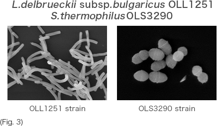 L.delbrueckii subsp. bulgaricus OLL1251 S.thermophilus OLS3290 (Fig. 3)