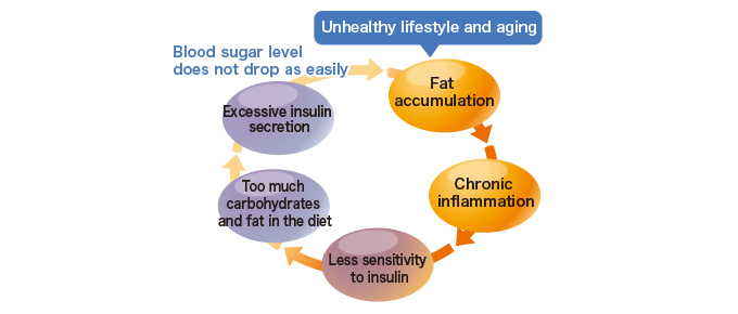 Vicious cycle of chronic inflammation and fat accumulation