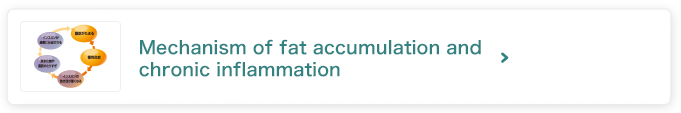 Mechanism of fat accumulation and chronic inflammation