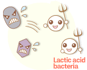 Lactic acid bacteria